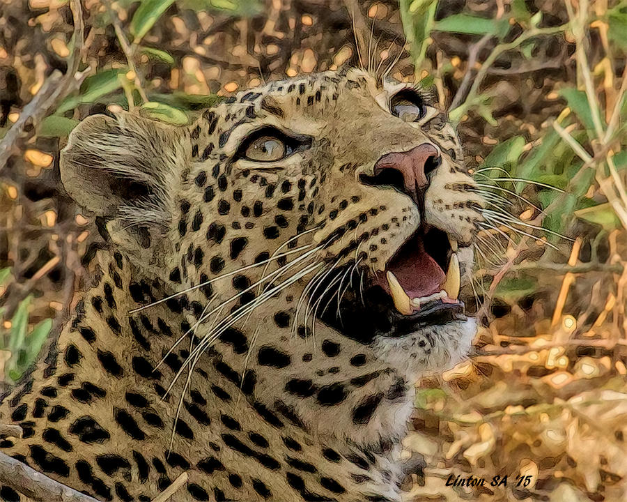 Botswana Leopard Digital Art by Larry Linton