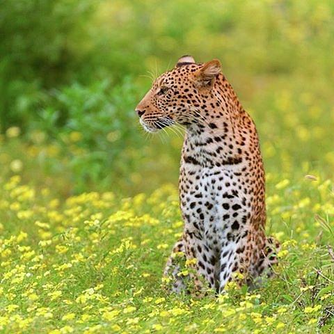 Botswana Leopard Photograph