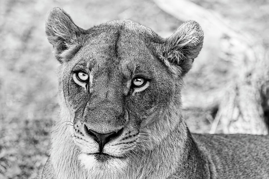 Wildlife Photograph - Botswana  Lioness in Black and White by Kay Brewer