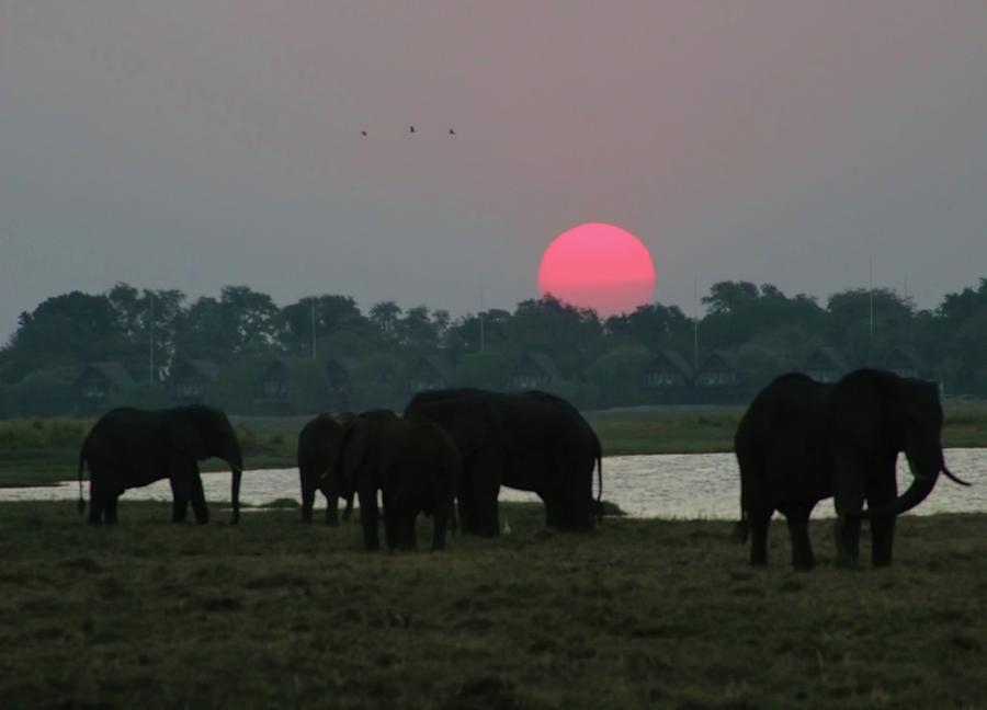 Botswana Sunset Photograph by Jennifer Wheatley Wolf