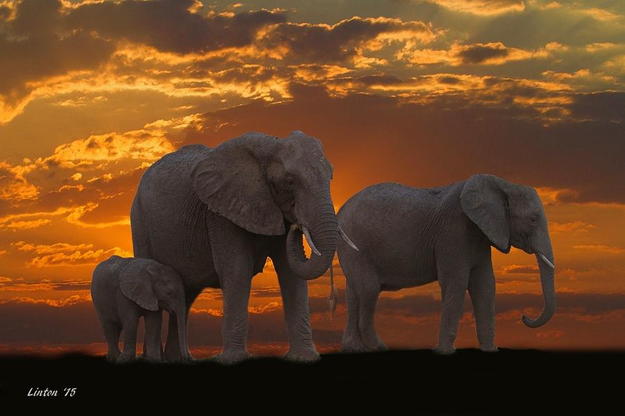 Botswana Sunset Photograph by Larry Linton