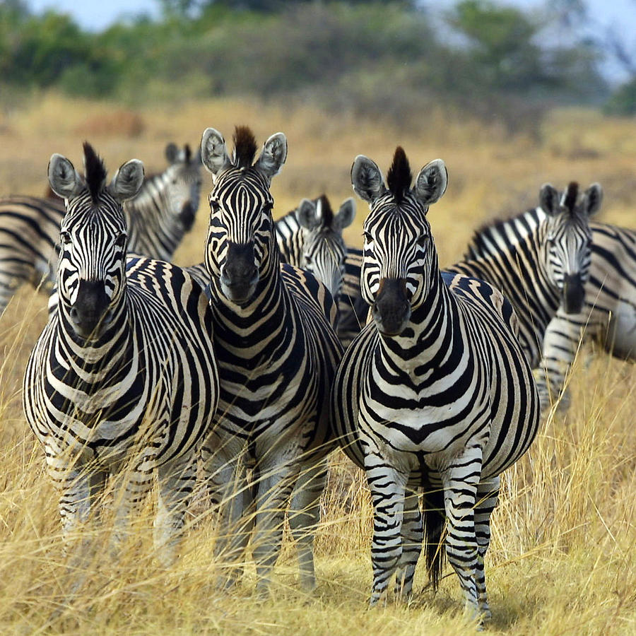 Botswana Zebra Photograph by Ellen Henneke
