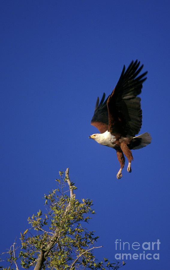 Eagle Photograph - Botswana_10-9 by Craig Lovell