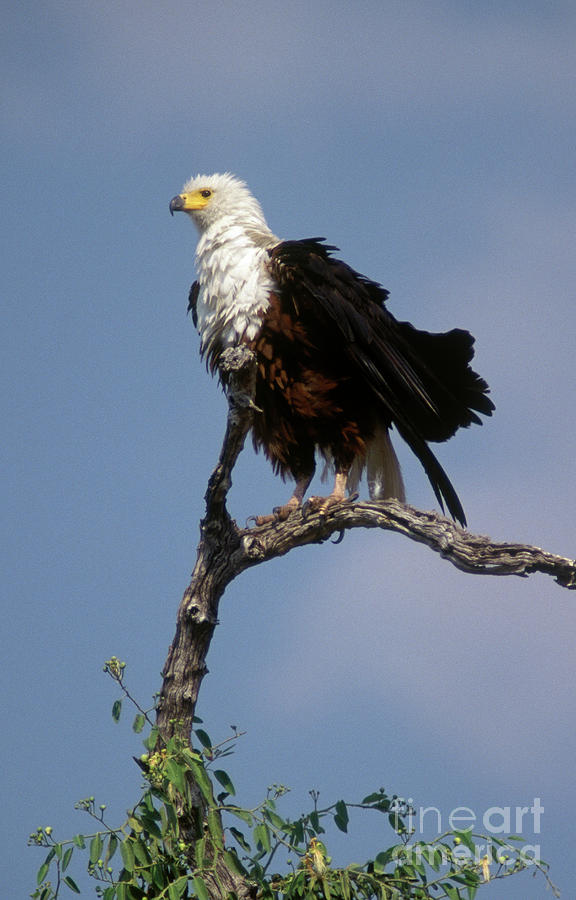 Eagle Photograph - Botswana_83-5 by Craig Lovell