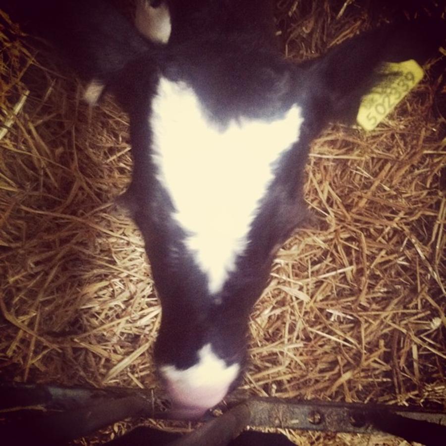 Cow Photograph - Bottle Fed This Little Gem He Was So by Abigail Finney