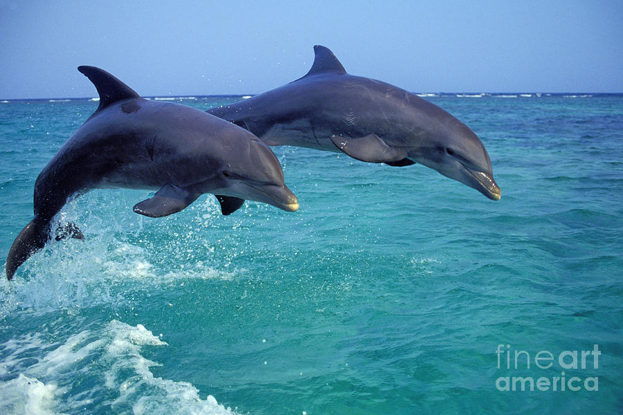 Dolphin Photograph - Bottle-nosed Dolphin #1 by Thomas and Pat Leeson