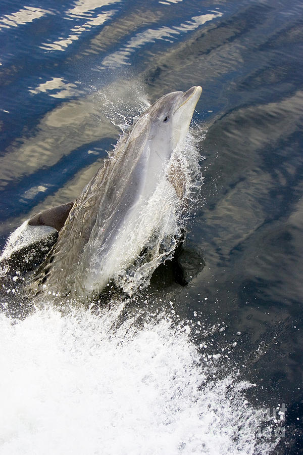 Bottle-nosed Dolphins Photograph by B. G. Thomson