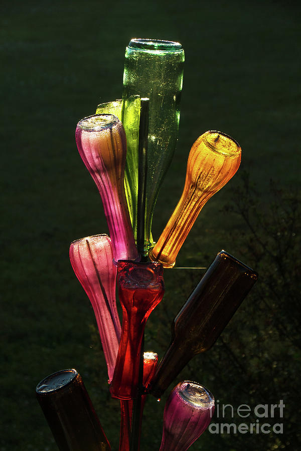 bottle Tree in Bloom Photograph by David Frederick