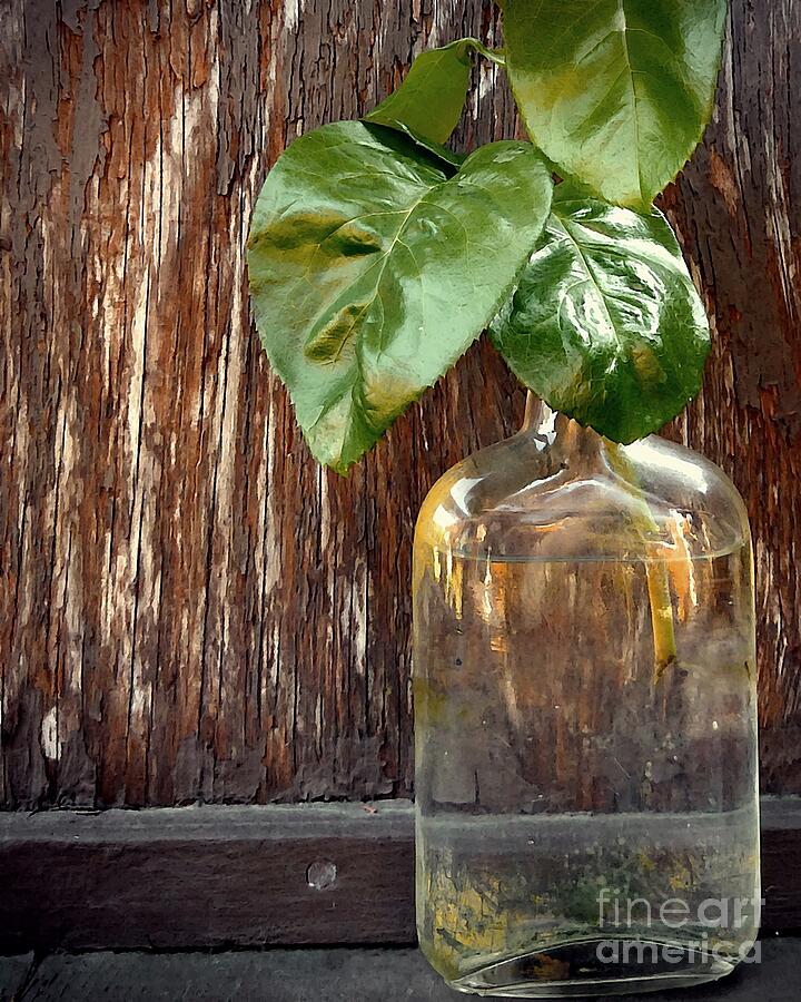 Bottle with Green Leaves Photograph by Patricia Strand