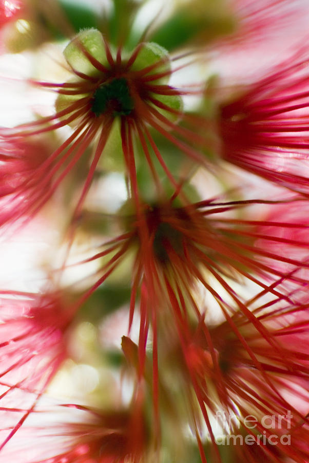 Bottlebrush Abstract Photograph by Ray Laskowitz - Printscapes