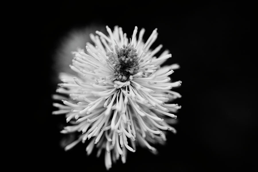 Bottlebrush in Black and White Photograph by Lori Rider - Pixels