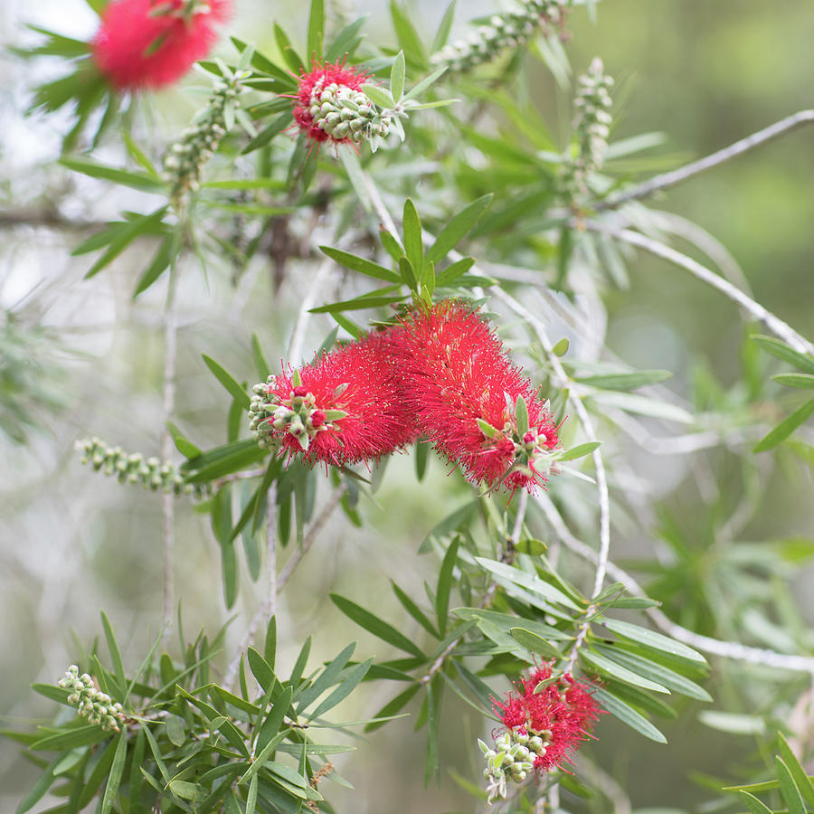 Alone Photograph - Bottlebrush by Raphael Lopez Alone Photograph - Bottlebrush by Raphael Lopez