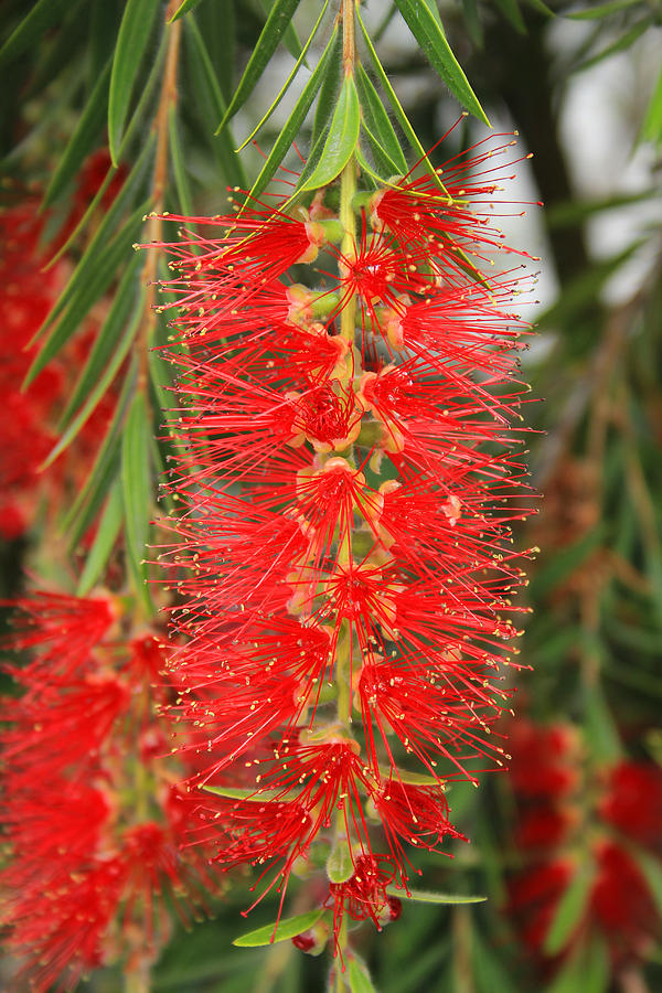 Bottlebrush Tree Photograph by Robert Hamm - Fine Art America