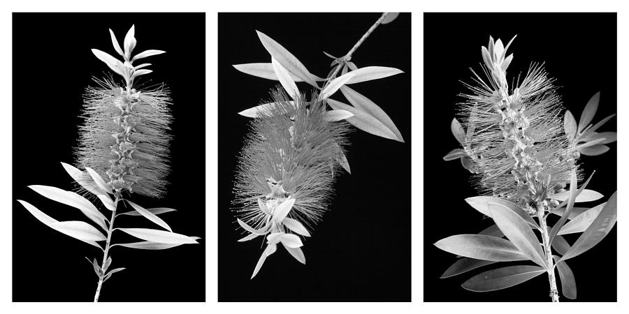 Flower Photograph - Bottlebrush Trio by Kelley King