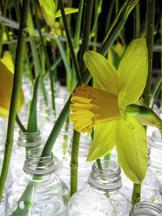 Bottled Daffodils 01 Photograph by Ginger Stein
