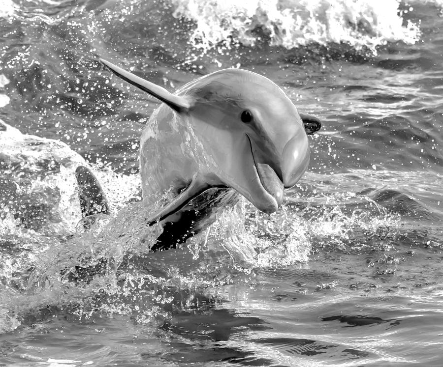 Bottlenose Dolphin Photograph by Debra Kewley