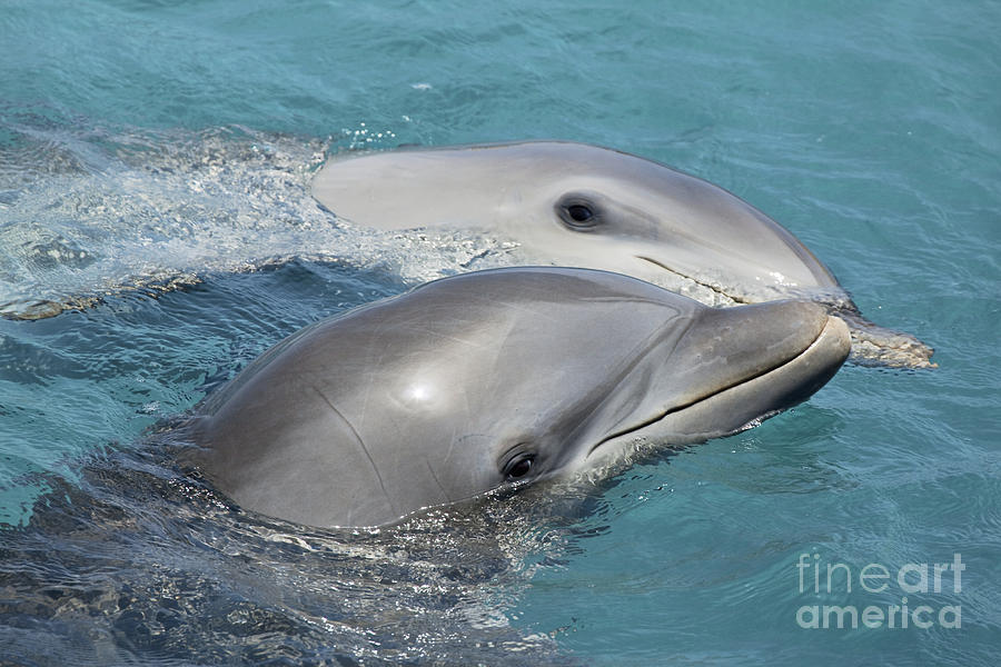 Wildlife Photograph - Bottlenose Dolphin by Dave Fleetham - Printscapes