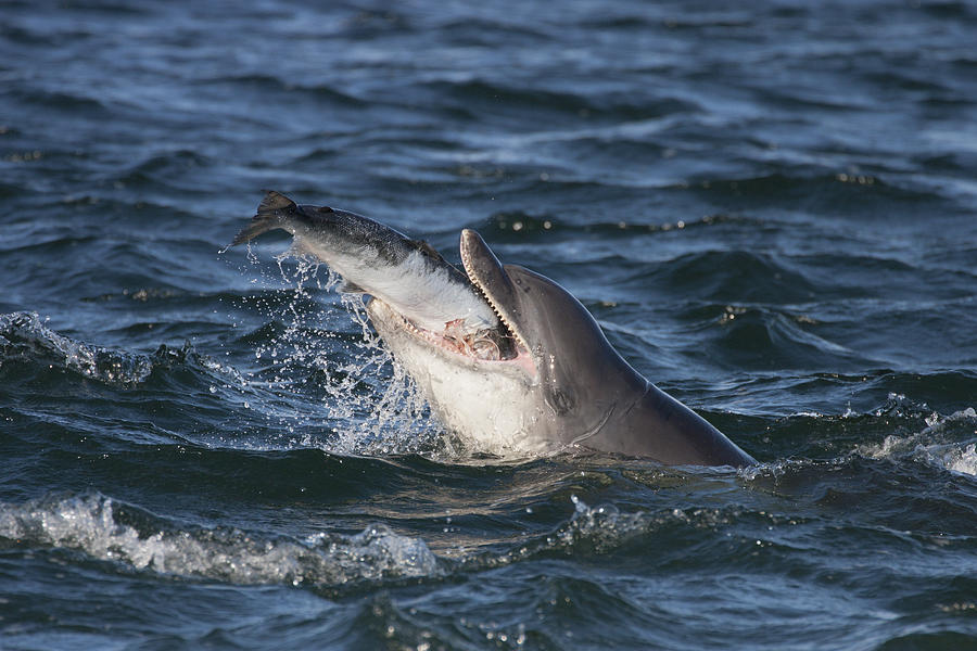 Bottlenose Dolphin Eating a Salmon - Scotland #5 Photograph by Karen ...