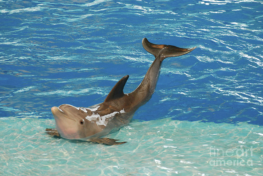 Bottlenose Dolphin Holding a Pose Photograph by DejaVu Designs