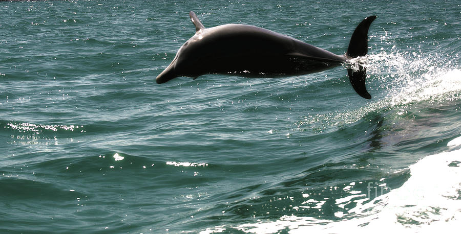 Bottlenose Dolphin I Photograph by Cassandra Buckley