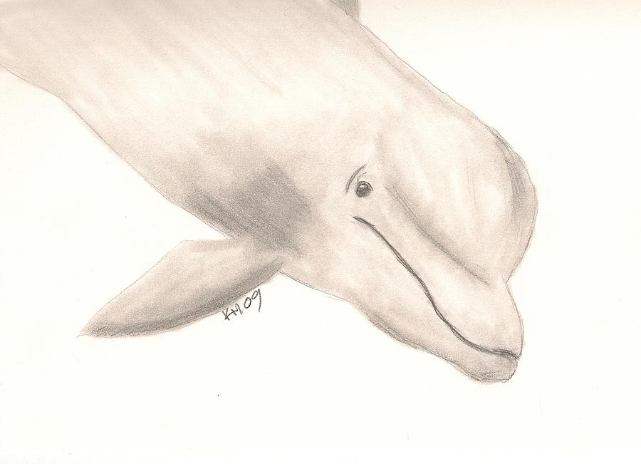Dolphin Drawing - Bottlenose Dolphin by Kristen Hurley