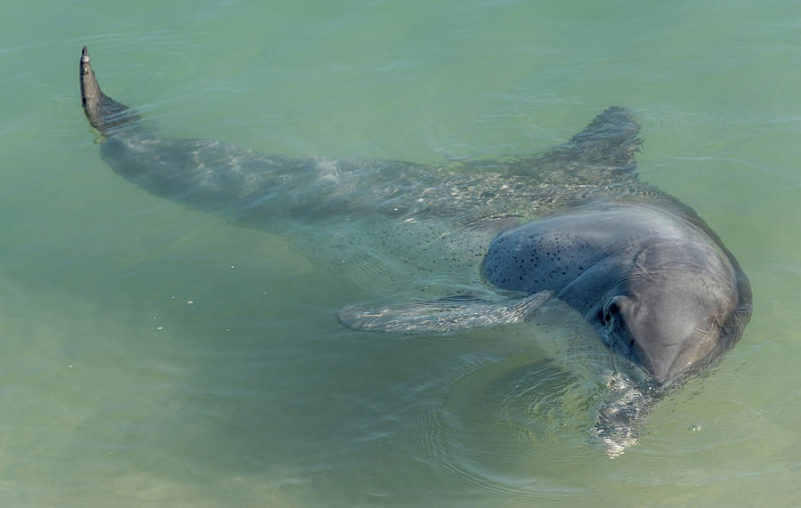 Bottlenose dolphin Photograph by Martin Capek