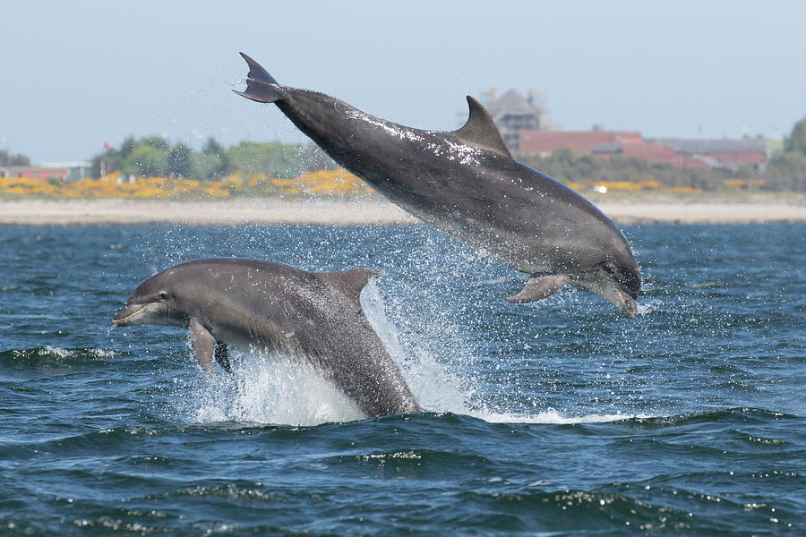 Bottlenose Dolphin - Moray Firth Scotland #48 Photograph by Karen Van Der  Zijden