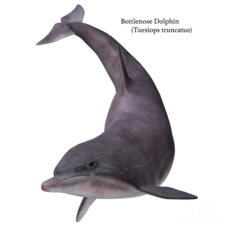 Bottlenose Dolphin on White Digital Art by Corey Ford