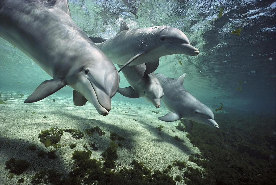 Four Bottlenose Dolphins Hawaii Photograph by Flip Nicklin