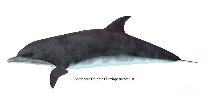 Bottlenose Dolphin Side Profile Digital Art by Corey Ford