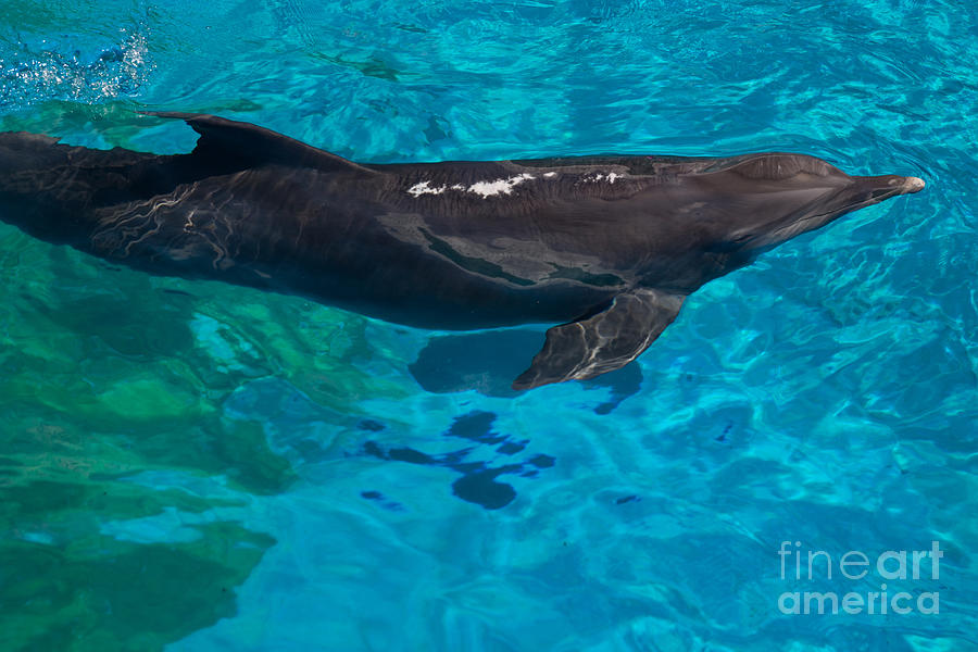 Bottlenose Dolphin Photograph by Suzanne Luft