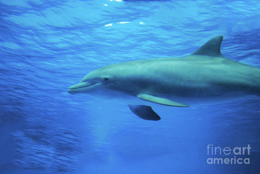 Bottlenose Dolphin Swimming Underwater Photograph by DejaVu Designs
