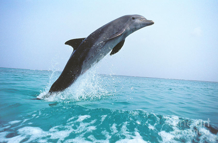 Bottlenose Dolphin Tursiops Truncatus Photograph by Gerard Lacz