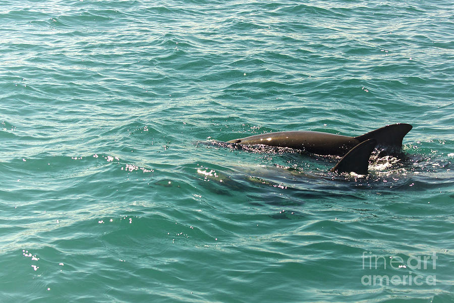 Bottlenose Dolphins 1 Photograph by Cassandra Buckley