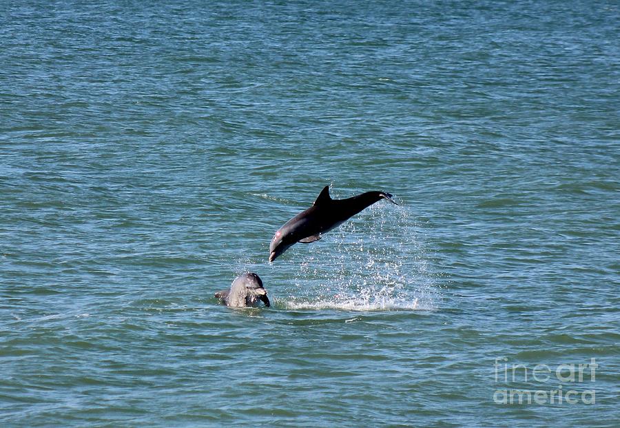 Bottlenose Dolphins in the Ocean Photograph by Mesa Teresita