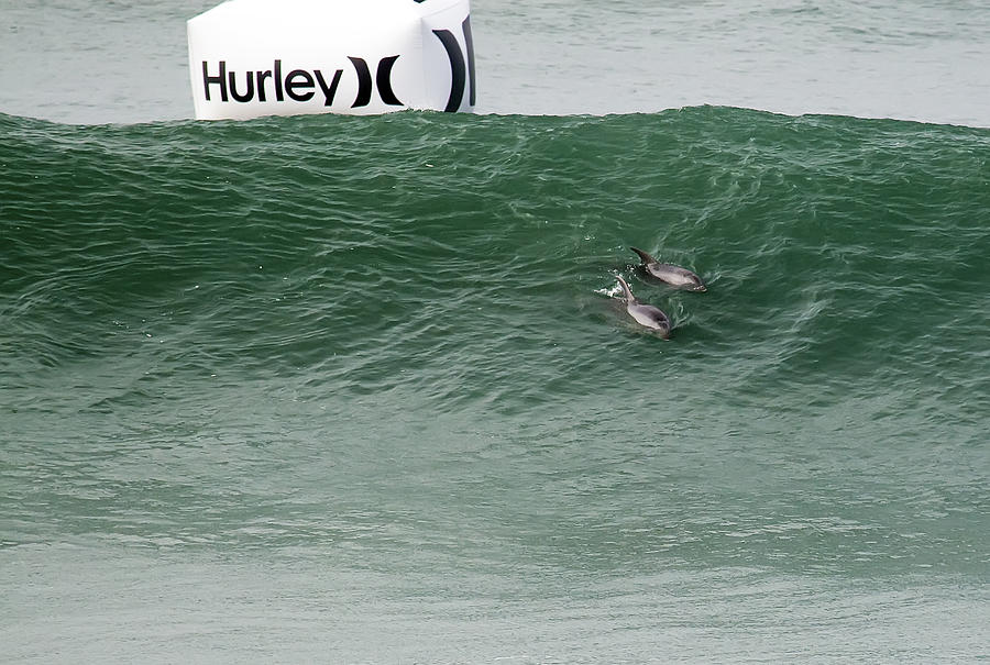 Bottlenose dolphins making an appearance at the US Hurley Open S Photograph by Waterdancer 