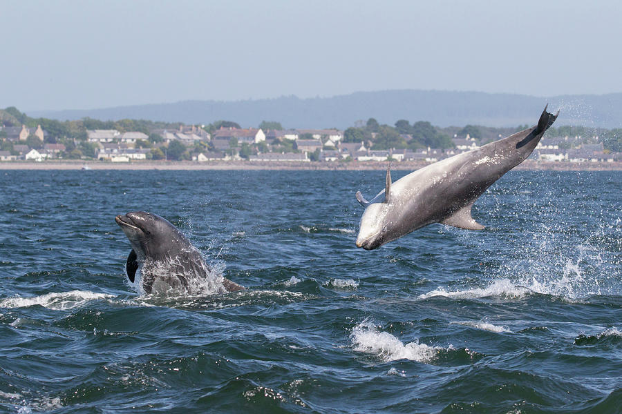 Bottlenose Dolphins - Moray Firth Scotland #45 by Karen Van Der Zijden Bottlenose Dolphins - Moray Firth Scotland #45 by Karen Van Der Zijden