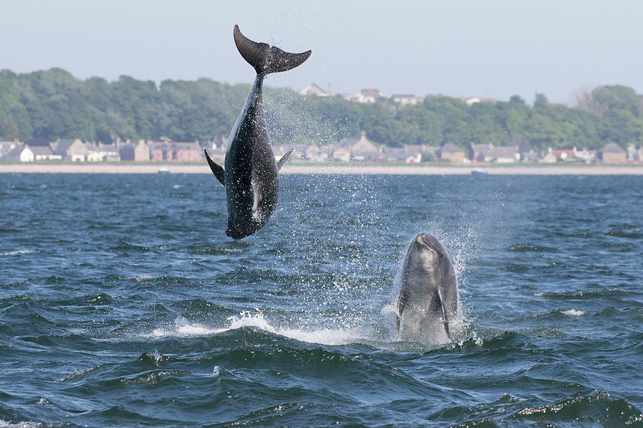 Bottlenose Dolphins - Moray Firth Scotland #46 by Karen Van Der Zijden Bottlenose Dolphins - Moray Firth Scotland #46 by Karen Van Der Zijden