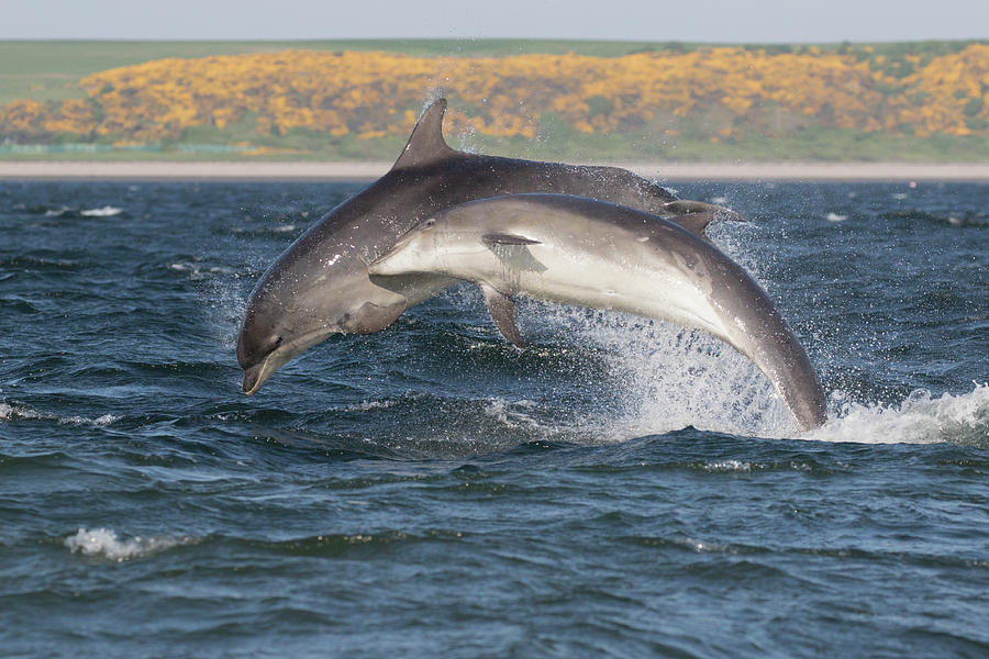 Bottlenose Dolphins - Moray Firth Scotland #47 by Karen Van Der Zijden Bottlenose Dolphins - Moray Firth Scotland #47 by Karen Van Der Zijden