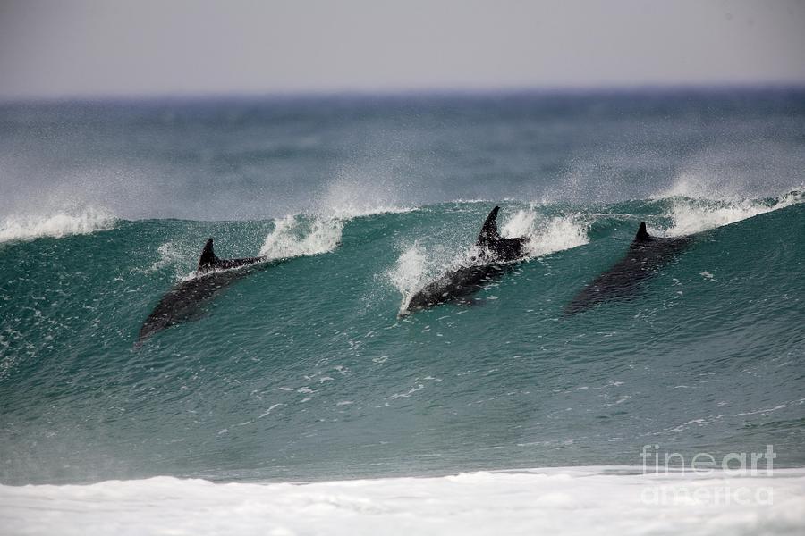 Bottlenose Dolphins Surfing Photograph by Luc Hosten UIG