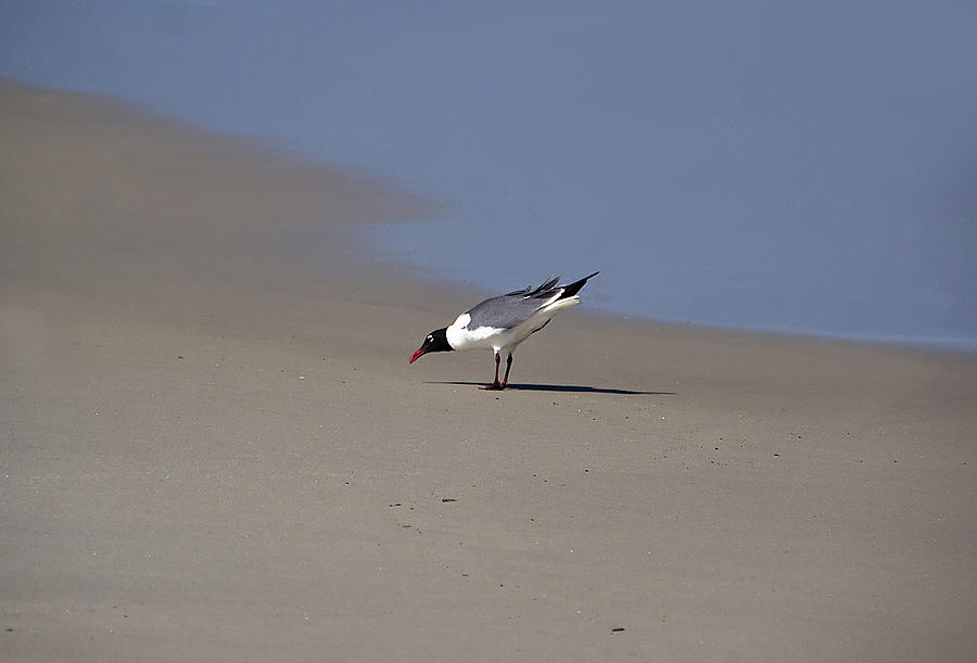 Seagull Photograph - Bottoms Up by Brendan Reals Seagull Photograph - Bottoms Up by Brendan Reals