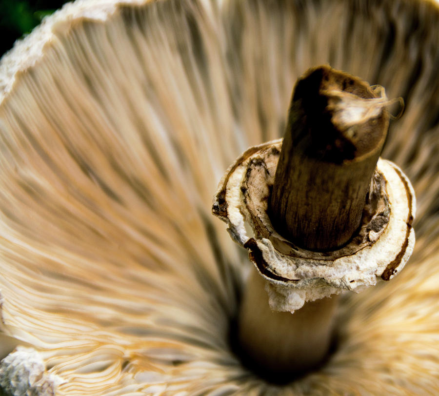 Bottoms Up, Buttons Down Mushroom by Tom Blizzard Bottoms Up, Buttons Down Mushroom by Tom Blizzard
