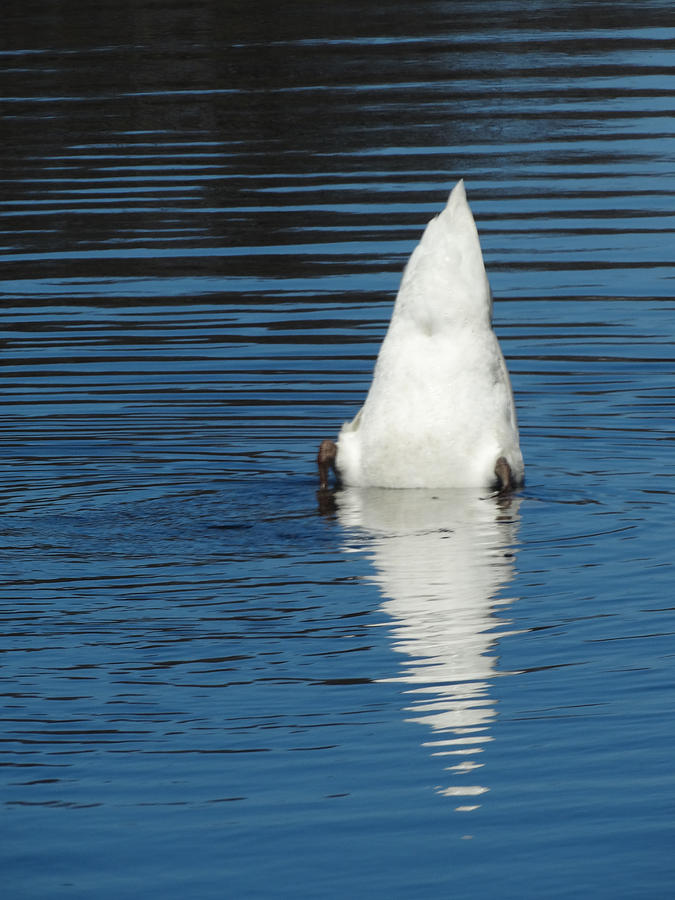 Bottoms Up Swan Photograph by David T Wilkinson