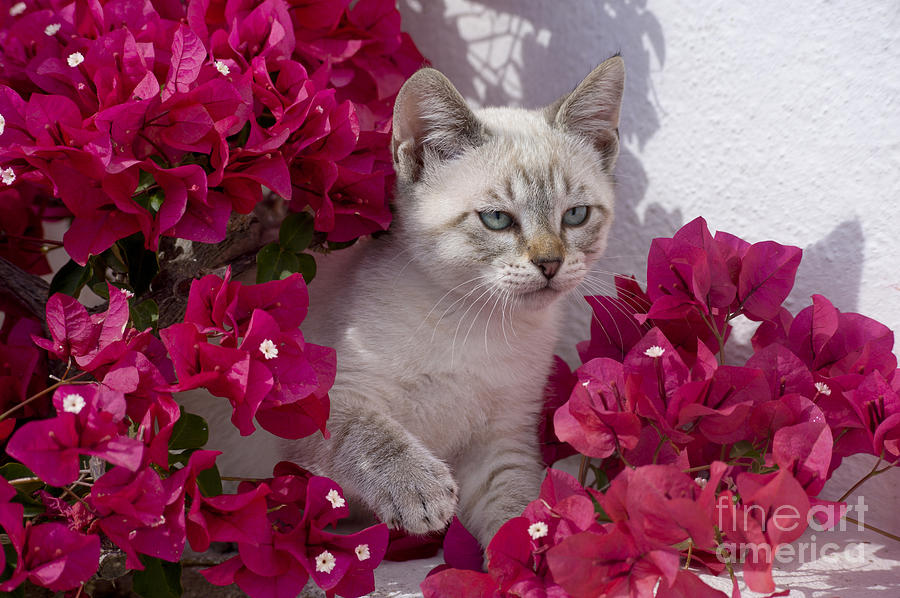 Bougainvillaea Kitten Photograph by Mikehoward Photography