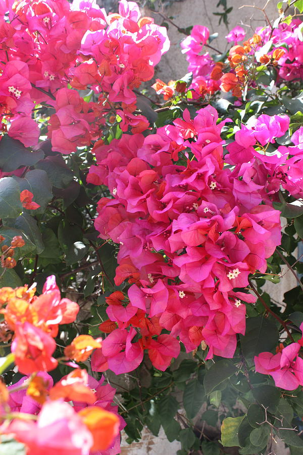 Bougainvillea 05 Photograph by Yvonne Ayoub