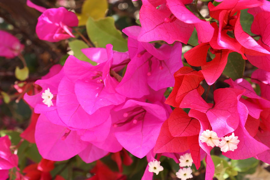 Bougainvillea 06 Photograph by Yvonne Ayoub