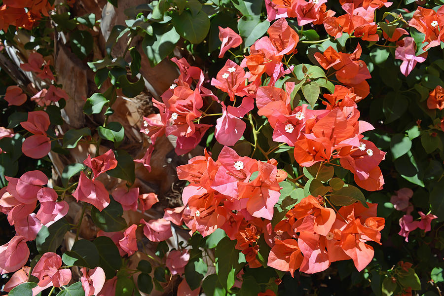 Nature Photograph - Bougainvillea by Aimee L Maher ALM GALLERY