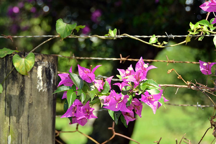 Bougainvillea Bedecked Rural Fence Photograph by Carla Parris