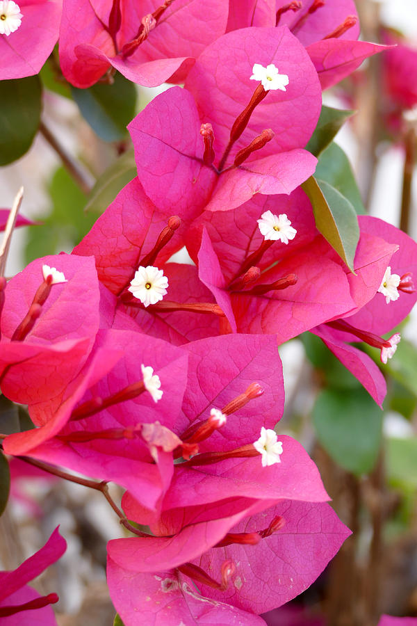 Bougainvillea Blooms Photograph by Laurel Powell