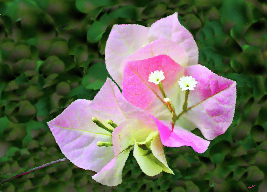 Bougainvillea Blossoms Photograph
